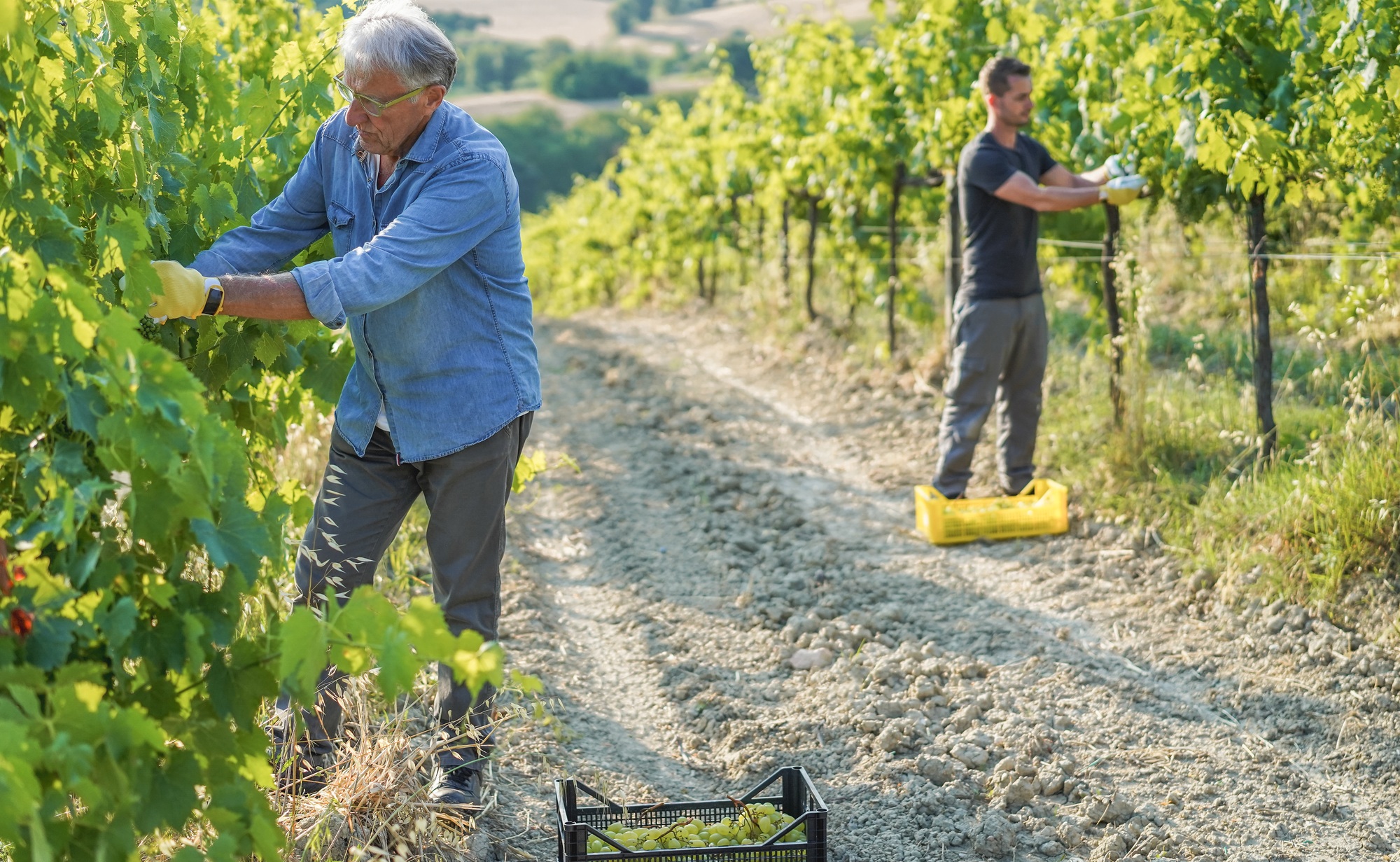 Multigenerational workers collecting grapes for oganic wine making