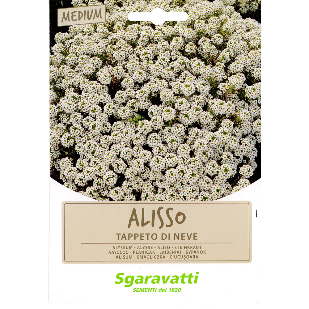 SEMI PER PRATO UNIVERSALE alisso bianco - tappeto di neve - 20 Pezzi - immagine 1